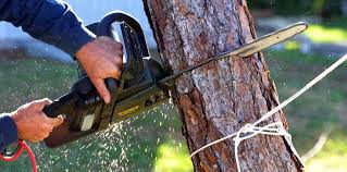 Why Choose Our Tree Removal Services in Oberlin, KS?